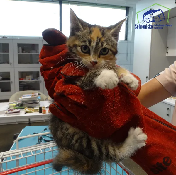 Znaleziono kota, Szczecin, 2 sierpnia 2025