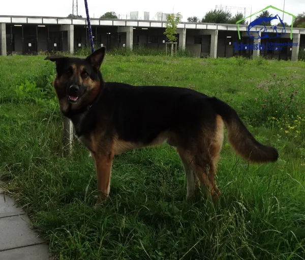 Znaleziono psa, Szczecin, 1 sierpnia 2025