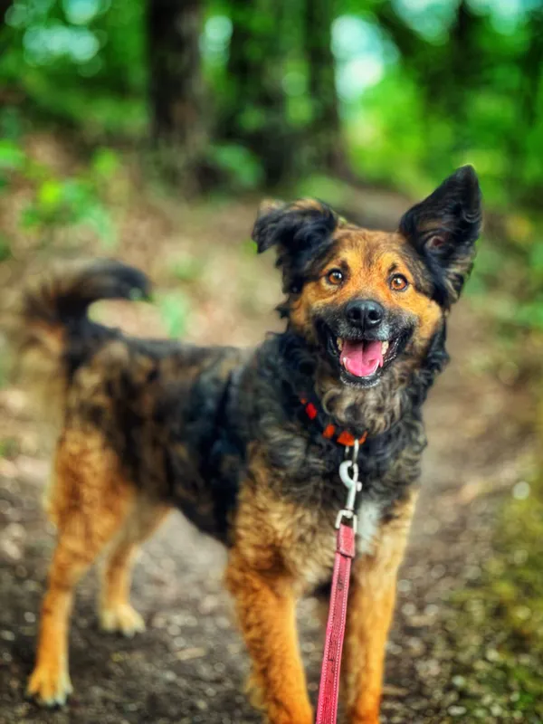 Pies do adopcji, Dłużyna Górna, 2 sierpnia 2025 (1/5)