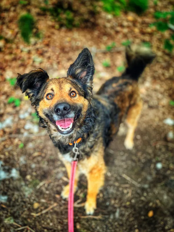 Pies do adopcji, Dłużyna Górna, 2 sierpnia 2025 (2/5)