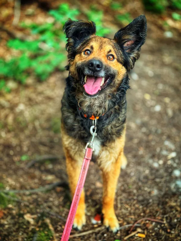 Pies do adopcji, Dłużyna Górna, 2 sierpnia 2025 (5/5)