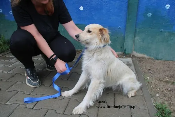 Pies do adopcji, Nowy Dwór Mazowiecki, 31 lipca 2025 (5/5)