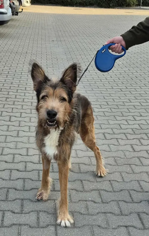 Znaleziono psa, Lublin, 2 sierpnia 2025