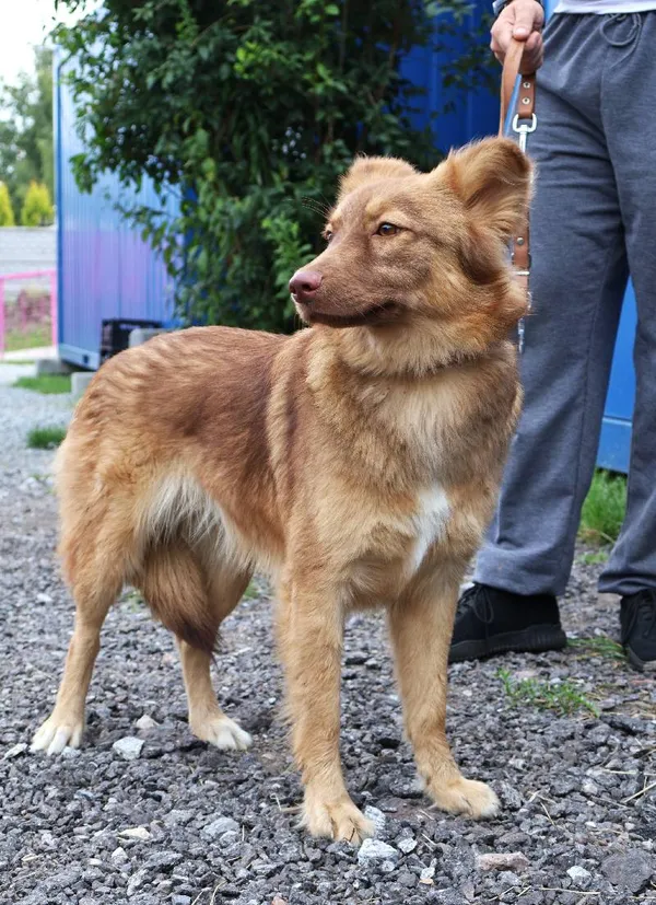 Znaleziono psa, Łódź, 3 sierpnia 2025 (1/3)