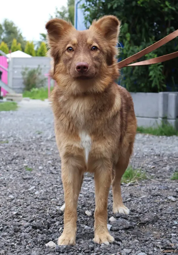 Znaleziono psa, Łódź, 3 sierpnia 2025 (3/3)