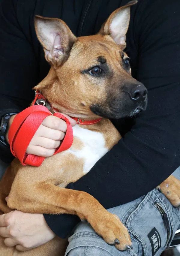 Znaleziono psa, Łódź, 2 sierpnia 2025 (4/5)