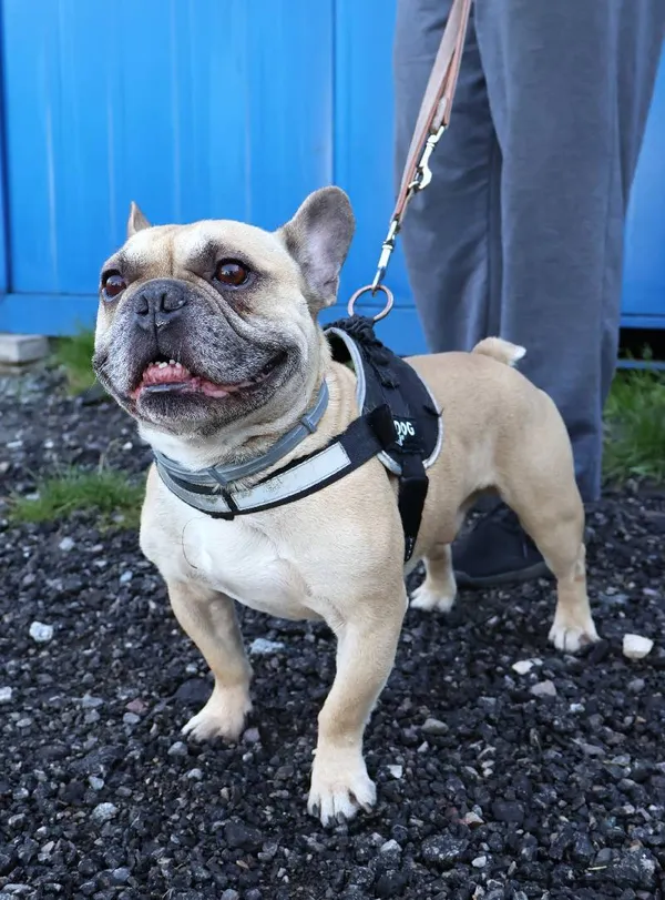 Znaleziono psa, Łódź, 2 sierpnia 2025 (1/3)