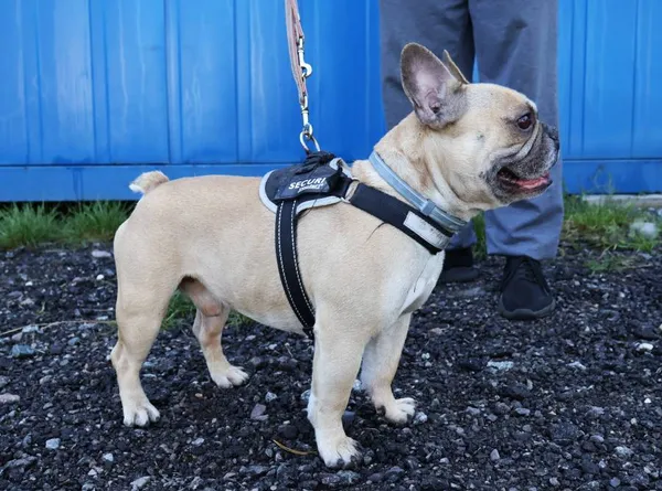 Znaleziono psa, Łódź, 2 sierpnia 2025 (2/3)