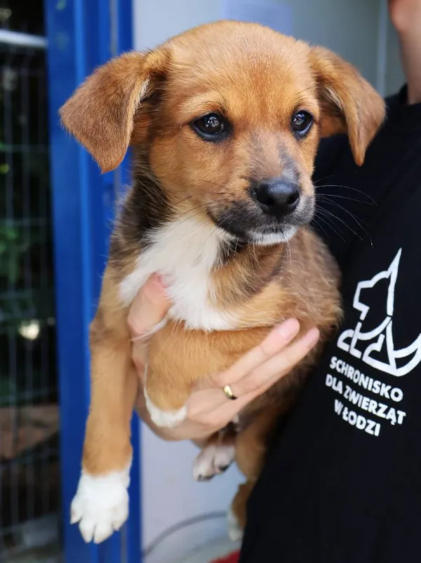 Znaleziono psa, Łódź, 2 sierpnia 2025 (1/5)