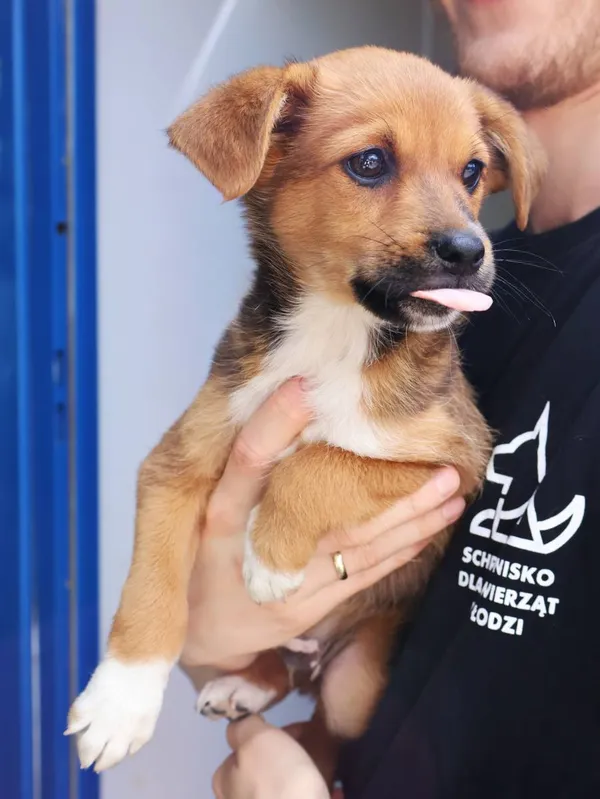 Znaleziono psa, Łódź, 2 sierpnia 2025 (2/5)