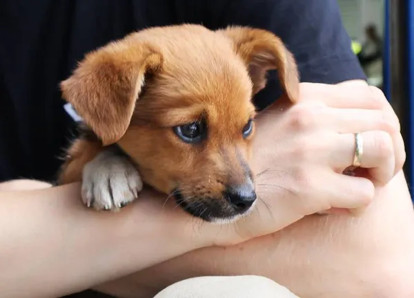 Znaleziono psa, Łódź, 2 sierpnia 2025 (3/5)