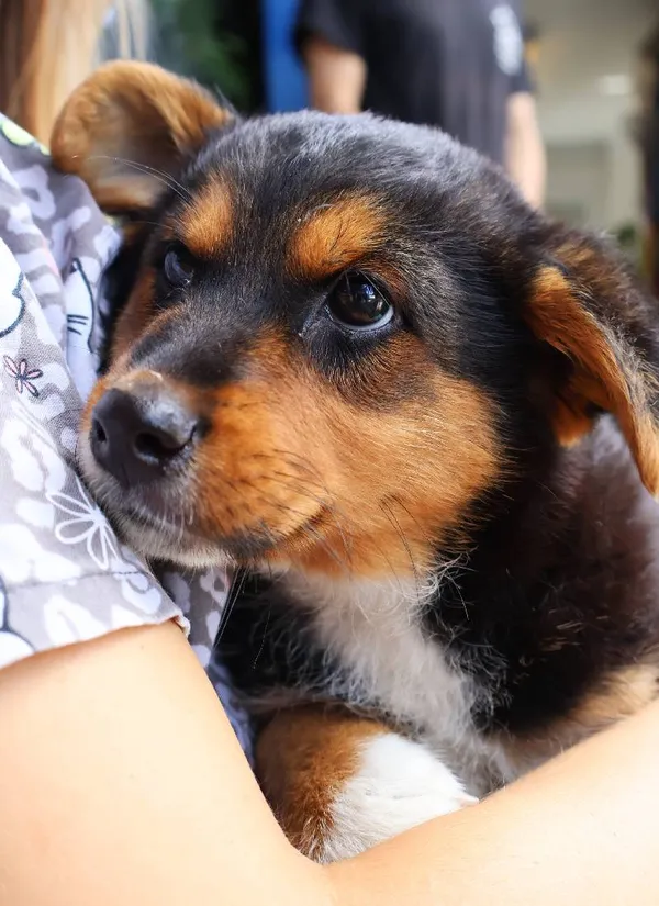 Znaleziono psa, Łódź, 2 sierpnia 2025 (1/3)