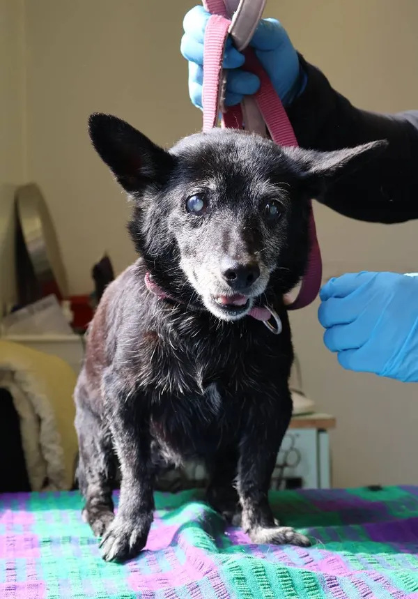 Znaleziono psa, Łódź, 2 sierpnia 2025 (1/3)