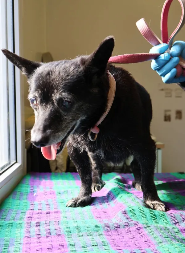 Znaleziono psa, Łódź, 2 sierpnia 2025 (2/3)