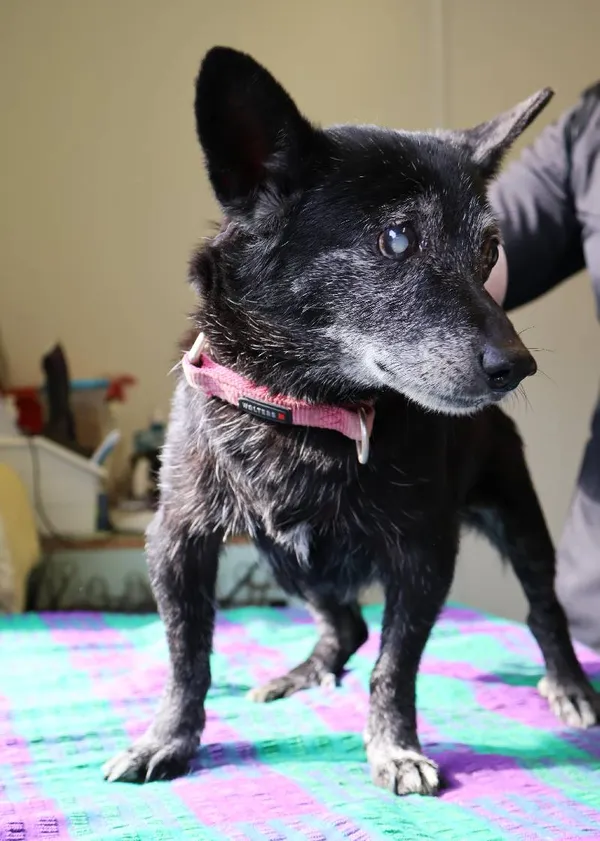 Znaleziono psa, Łódź, 2 sierpnia 2025 (3/3)