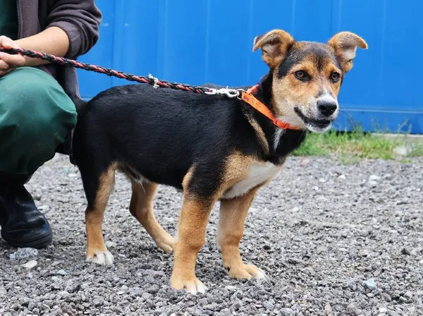 Znaleziono psa, Łódź, 2 sierpnia 2025 (1/5)