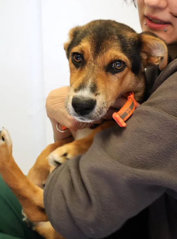 Znaleziono psa, Łódź, 2 sierpnia 2025 (3/5)