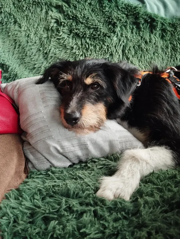 Oddam psa, Warszawa, Filtry, 3 sierpnia 2025 (1/4)