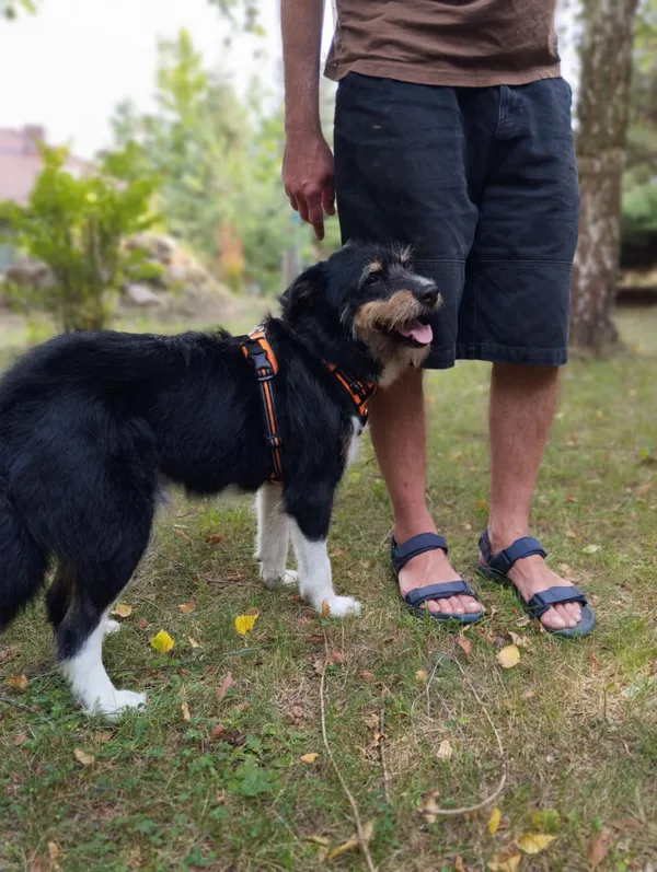 Oddam psa, Warszawa, Filtry, 3 sierpnia 2025 (2/4)