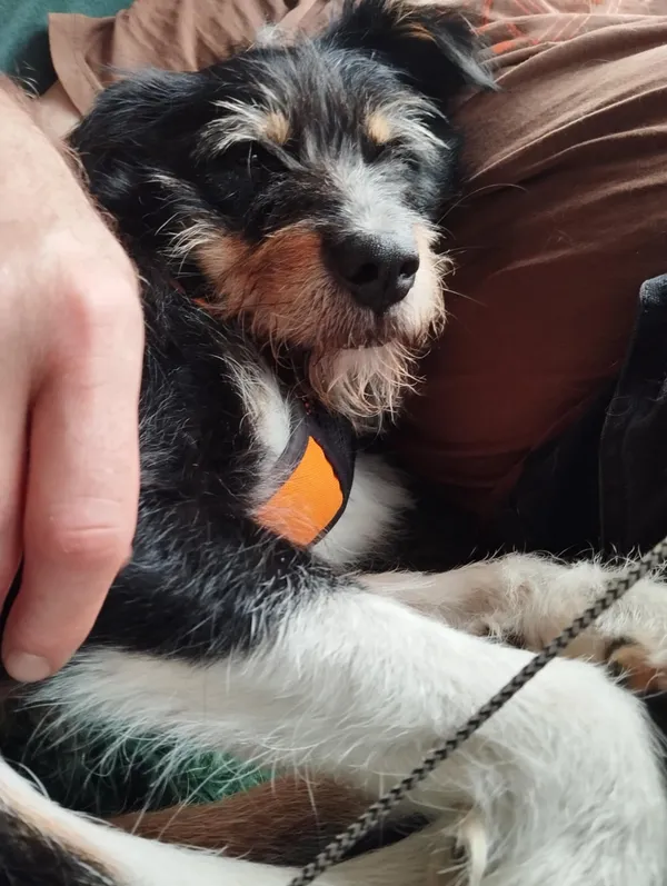 Oddam psa, Warszawa, Filtry, 3 sierpnia 2025 (4/4)