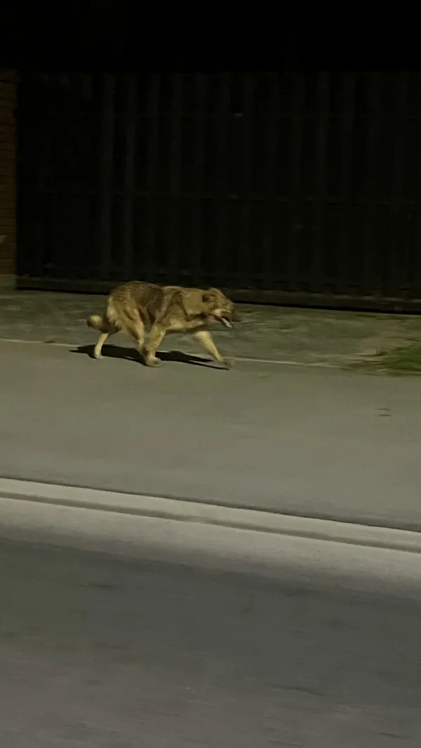 Znaleziono psa, Łódź, 2 sierpnia 2025