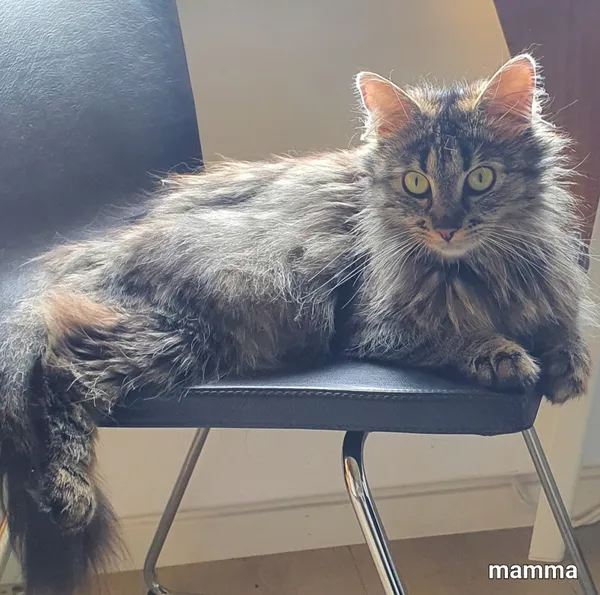 Zaginął kot, Łódź, 3 sierpnia 2025