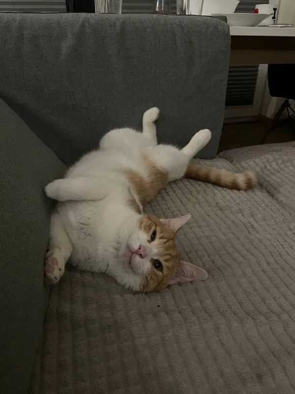 Zaginął kot, Łódź, 2 sierpnia 2025