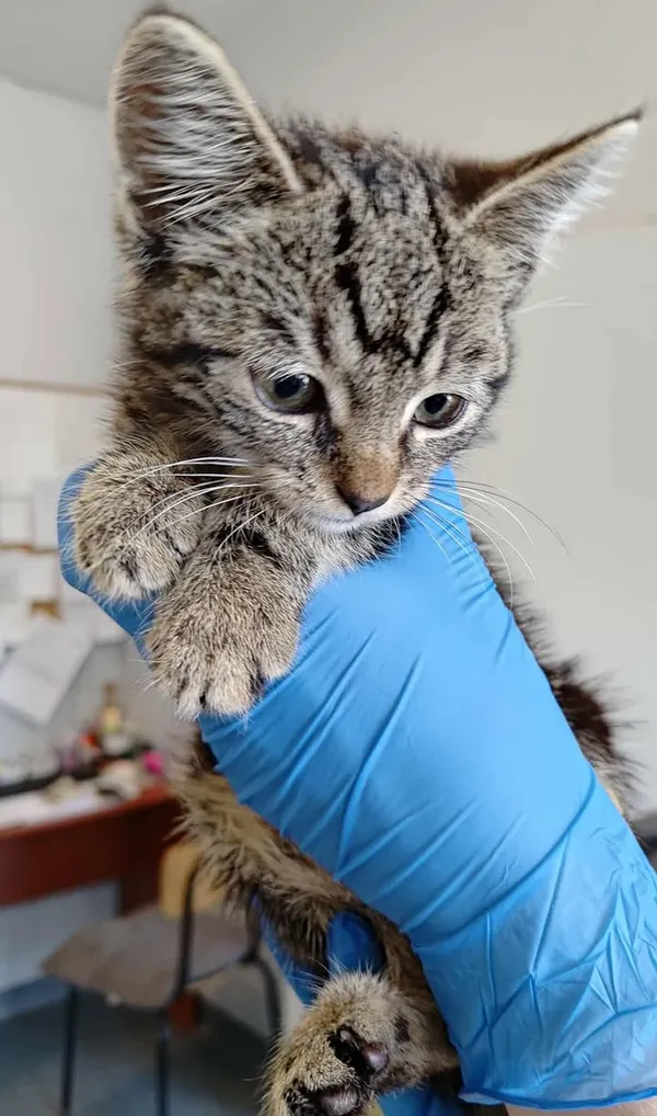 Znaleziono kota, Lublin, 2 sierpnia 2025