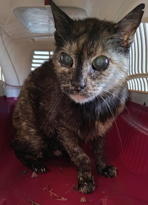 Znaleziono kota, Lublin, 2 sierpnia 2025