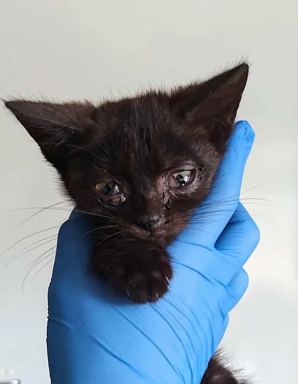 Znaleziono kota, Lublin, 2 sierpnia 2025