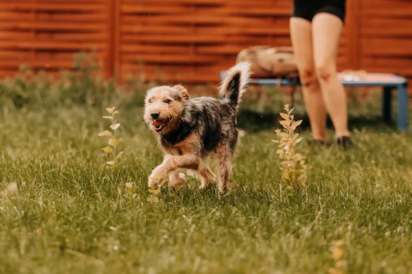 Pies do adopcji, Czartki, 3 sierpnia 2025 (2/5)