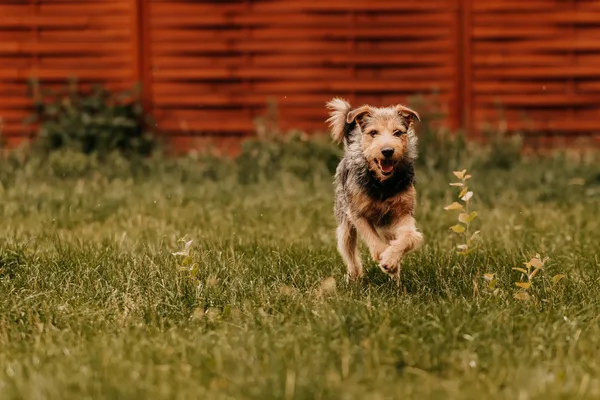 Pies do adopcji, Czartki, 3 sierpnia 2025 (5/5)