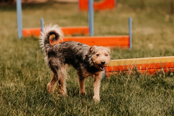 Pies do adopcji, Czartki, 3 sierpnia 2025 (1/5)