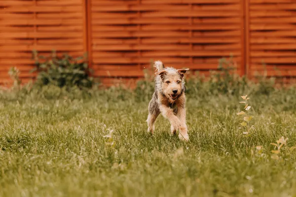 Pies do adopcji, Czartki, 3 sierpnia 2025 (4/5)