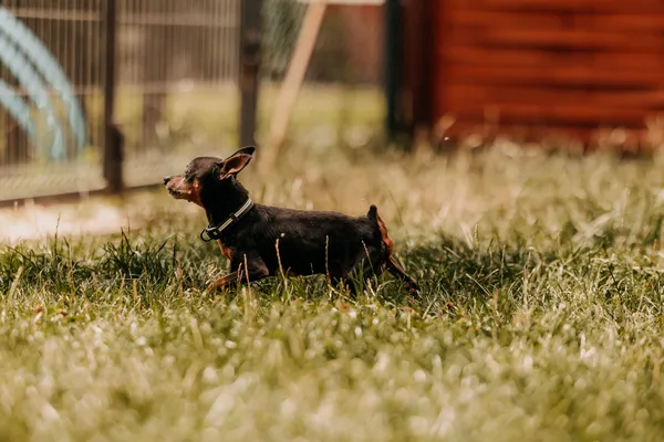 Pies do adopcji, Czartki, 3 sierpnia 2025 (1/5)