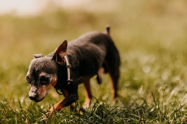 Pies do adopcji, Czartki, 3 sierpnia 2025 (2/5)