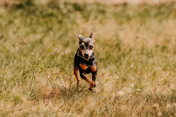 Pies do adopcji, Czartki, 3 sierpnia 2025 (5/5)