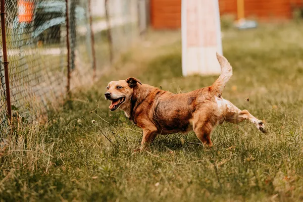 Pies do adopcji, Czartki, 3 sierpnia 2025 (3/5)