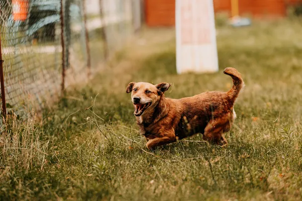 Pies do adopcji, Czartki, 3 sierpnia 2025 (4/5)