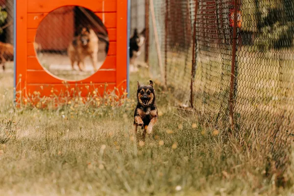 Pies do adopcji, Czartki, 3 sierpnia 2025 (1/5)