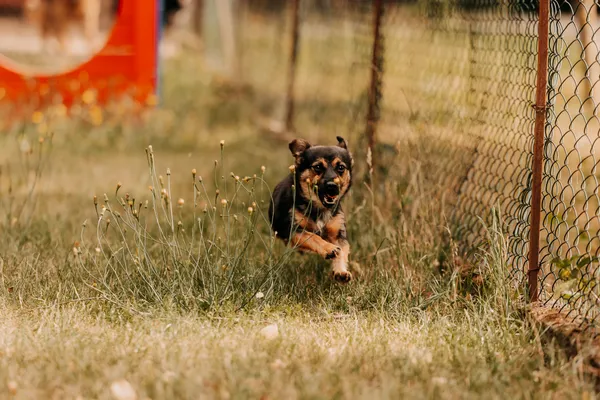 Pies do adopcji, Czartki, 3 sierpnia 2025 (2/5)