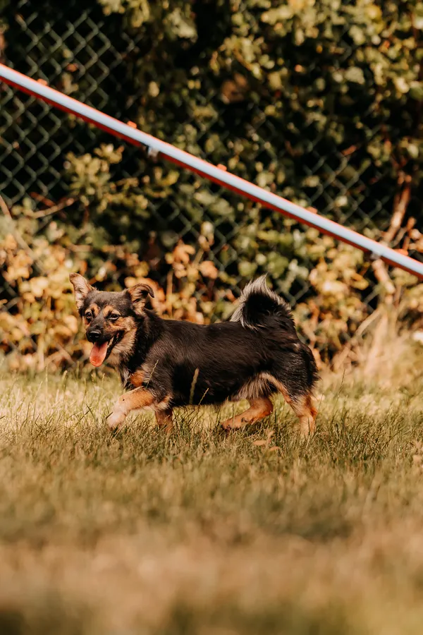 Pies do adopcji, Czartki, 3 sierpnia 2025 (3/5)