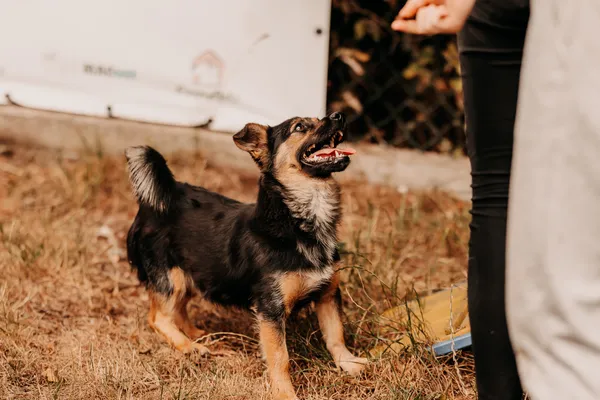 Pies do adopcji, Czartki, 3 sierpnia 2025 (4/5)