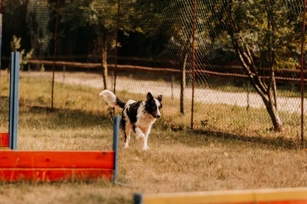 Pies do adopcji, Czartki, 3 sierpnia 2025 (1/5)