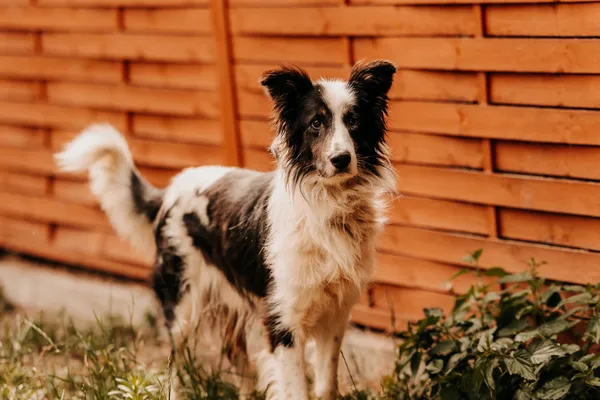 Pies do adopcji, Czartki, 3 sierpnia 2025 (2/5)