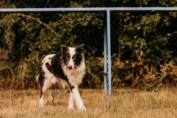 Pies do adopcji, Czartki, 3 sierpnia 2025 (5/5)