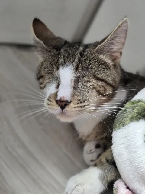 Kot do adopcji, Piła, 25 września 2024 (3/4)