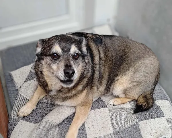 Znaleziono psa, Lublin, 2 sierpnia 2025