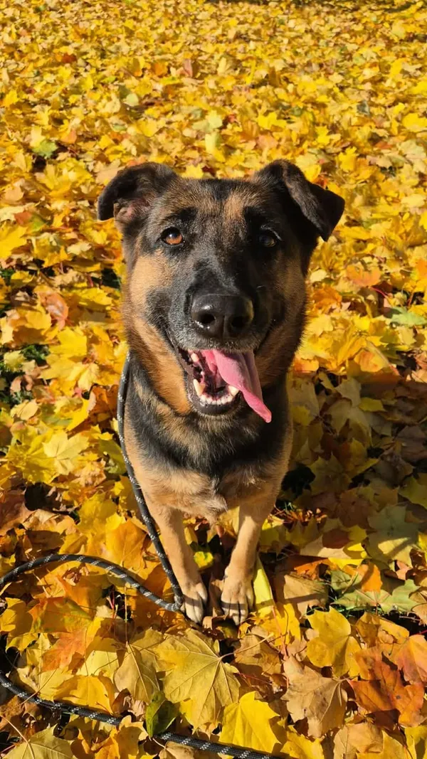 Znaleziono psa, Lublin, 16 września 2025