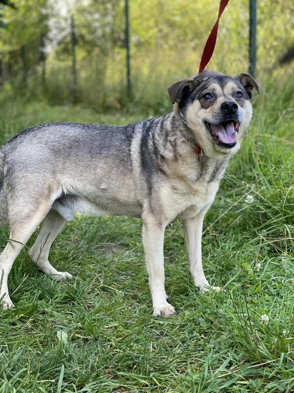 Znaleziono psa, Żywiec, 3 sierpnia 2025 (3/5)